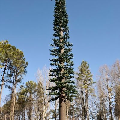 Monopolio de comunicación Torre de células de árboles de pino ASTM A36 A572 Gr50 Torre de células disfrazada de árbol