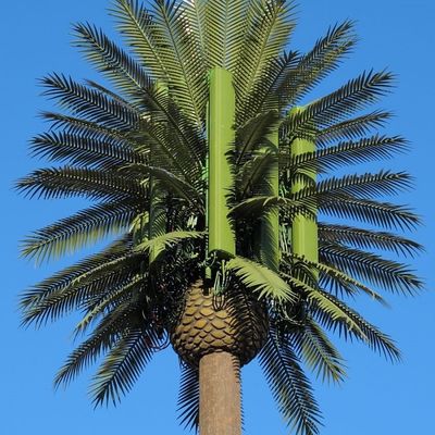 10 20 30 M Árbol de palma Árbol falso Torre celular Telecomunicaciones camufladas 5-80M