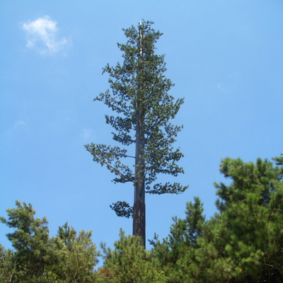 Torre de pino biónico camuflada ecológica para red inalámbrica 5G Integración estética Fábrica de mástil de comunicación de palmera biónica