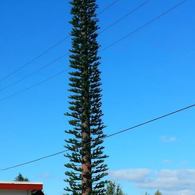 Monopolio de comunicación Torre de células de árboles de pino ASTM A36 A572 Gr50 Torre de células disfrazada de árbol