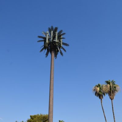 Microondas Telecomunicación móvil Monopolio Palma falsa Torre de células de árboles de palma Camuflada Torre de comunicación de fechas