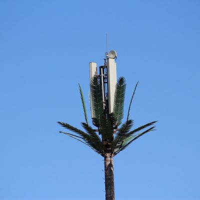 Microondas Telecomunicación móvil Monopolio Palma falsa Torre de células de árboles de palma Camuflada Torre de comunicación de fechas