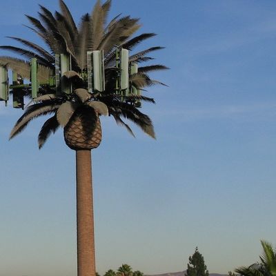 Microondas Telecomunicación móvil Monopolio Palma falsa Torre de células de árboles de palma Camuflada Torre de comunicación de fechas