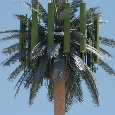 Microondas Telecomunicación móvil Monopolio Palma falsa Torre de células de árboles de palma Camuflada Torre de comunicación de fechas