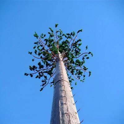 Torre biónica de árbol de 40M con troncos, ramas y hojas artificiales hechos de plásticos de alta resistencia y materiales de fibra de vidrio
